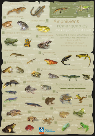 Poster : amphibiens de la région Occitanie